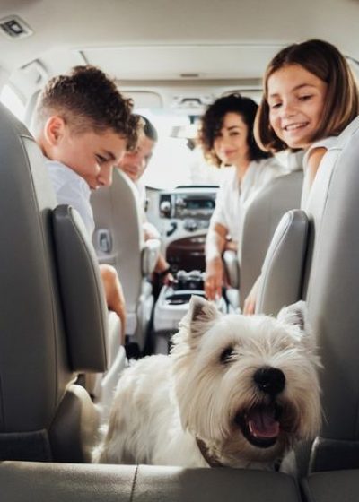 West,Highland,White,Terrier,Dog,In,Focus,And,Blurred,Four