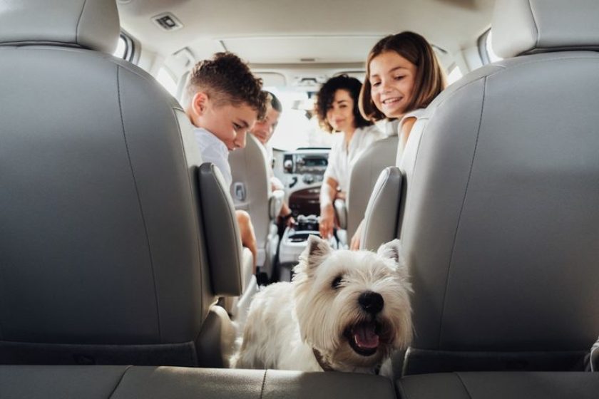 West,Highland,White,Terrier,Dog,In,Focus,And,Blurred,Four